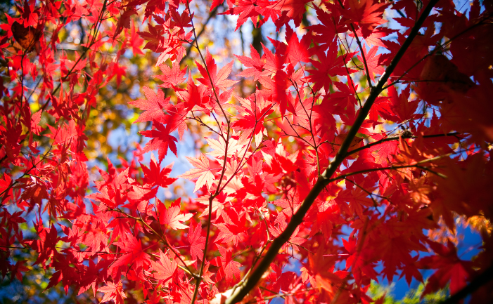 Best Autumn Trees and Plants