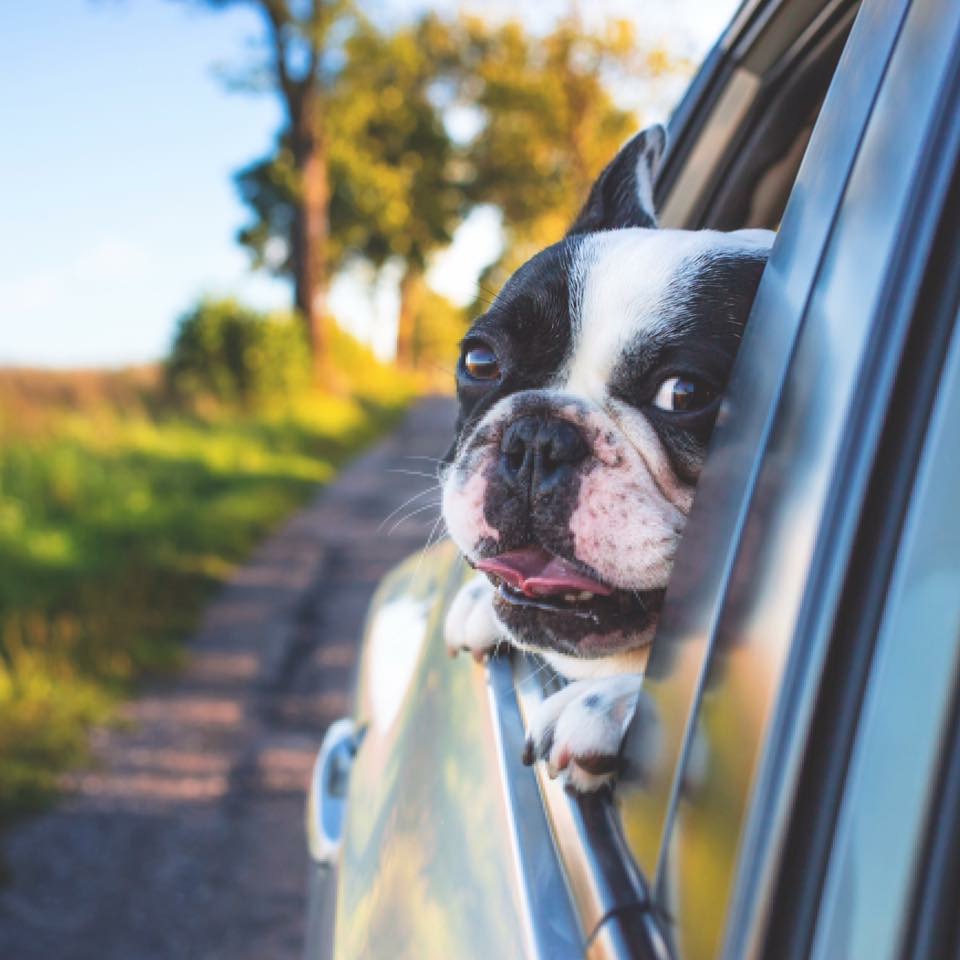 little dog window