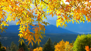 autumn 3