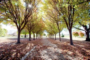 tenterfield accommodation