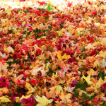 Autumn_Cropped